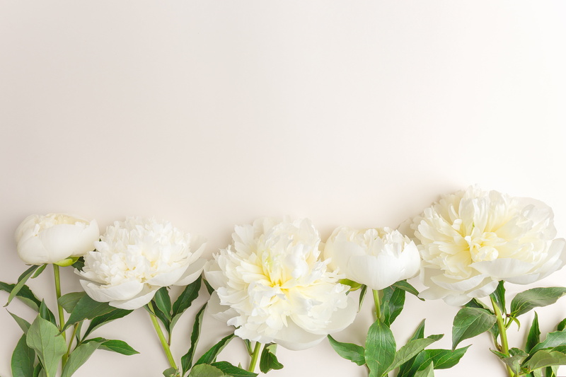 5K, white, peonies, beautiful, flowers