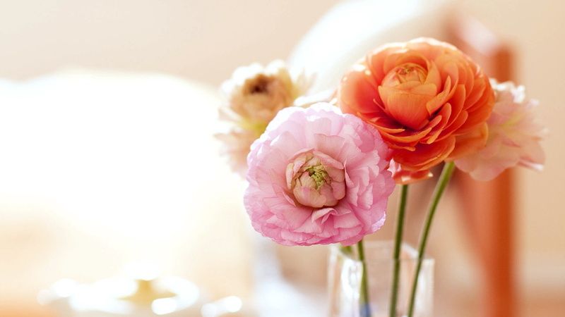 plants, flower, fragility, petal, vulnerability, pale pink, rose, pink color, close-up, softness, flowers, peony, flowering plant, bouquet, flower head