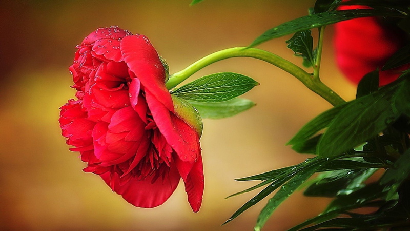 dark, flowers, hd, blossom, beautiful, red, garden, mobile, peony, 1080P
