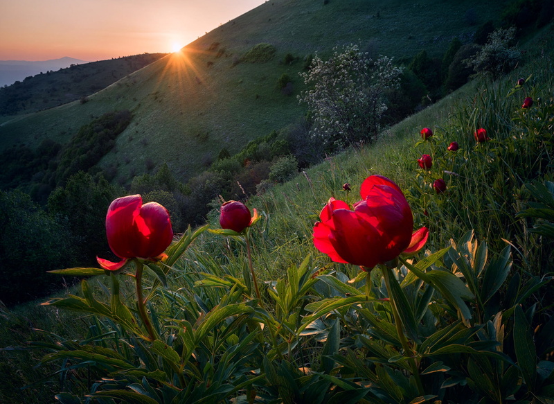 Red Flower, Flower, Sunrise, Flowers, 1080P, Peony, Nature