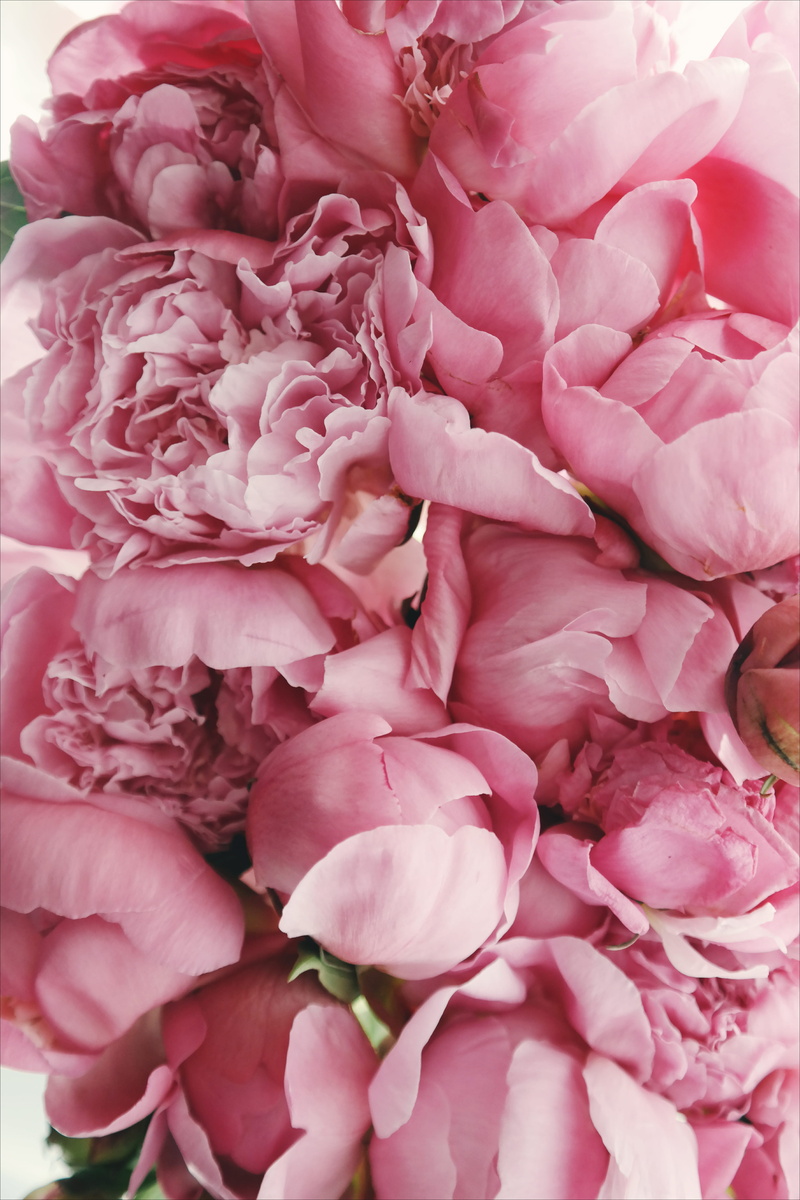nature, day, no people, summer, bunch of flowers, rose, vulnerability, fragility, flower head, pink, flowering plant, pink peonies, backgrounds, flower