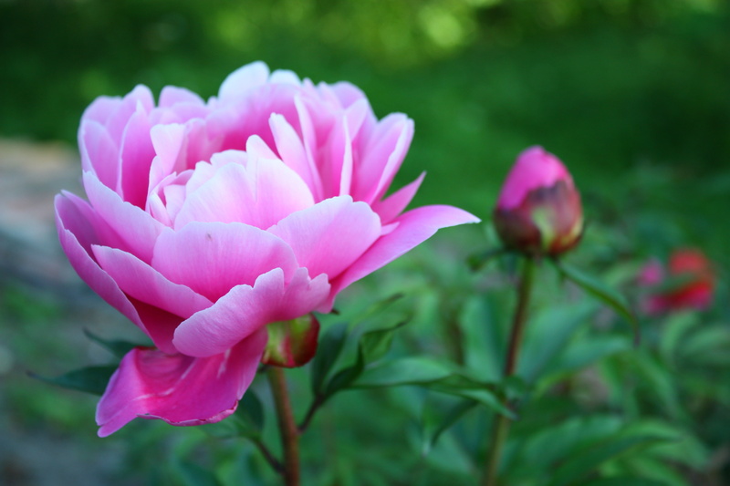 macro, bud, purple, stem, garden, backgrounds, tulip, blossom, focus on foreground, flower Head, plant, pond, peony, green Color, herbs, petals, single Flower