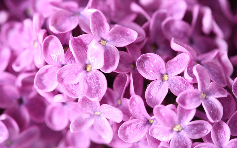 purple, beautiful, flowers, lilac, purple lilac, nature and landscapes, nature, 2K