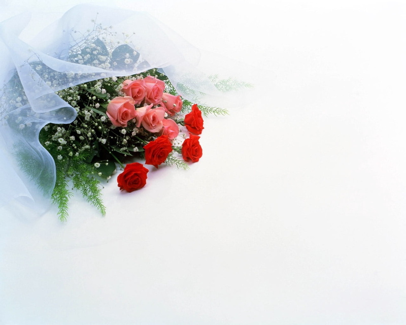 wedding, flowering plant, white, gift, white background, day, copy space, roses, indoors, close-up, flower Head, still life, 720P, freshness, elegance