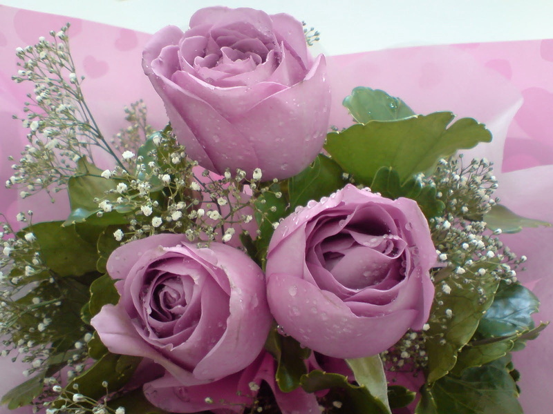 nature, gypsophila, close-up, flower Head, flowers, dew, pink Color, day, growth, backgrounds, bouquet, valentines Day - Holiday, petal, no People, drops