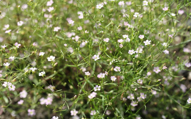 Flowers, Gypsophila, 1080P