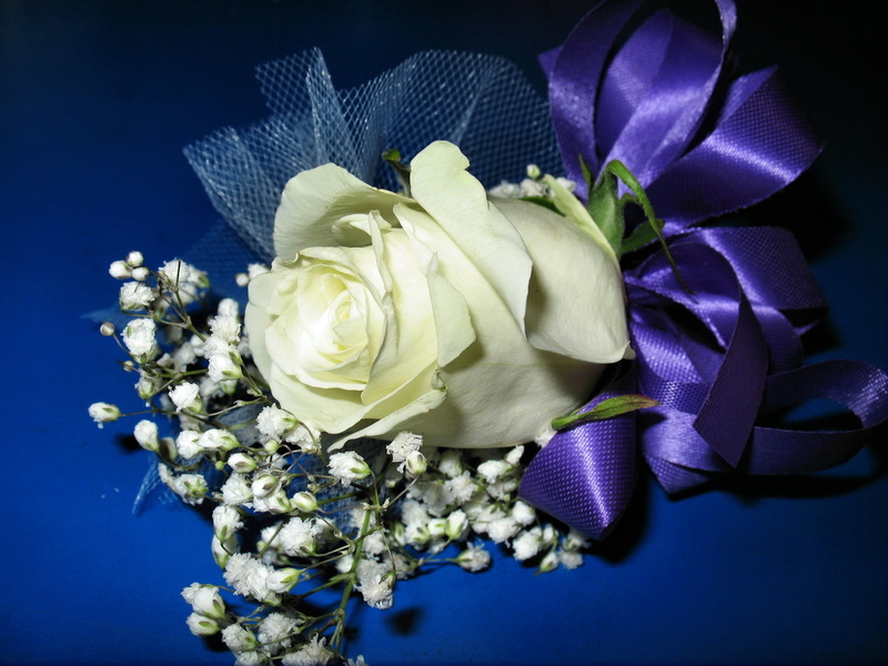background, freshness, beauty, close-up, decoration, no People, springtime, inflorescence, flowering plant, rose, purple, gypsophila, leaf, rose - Flower