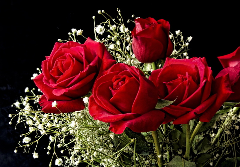 rose, backgrounds, rose - Flower, black background, outdoors, love, no People, studio shot, red, flower Head, bunch of flowers, anniversary, flowering plant