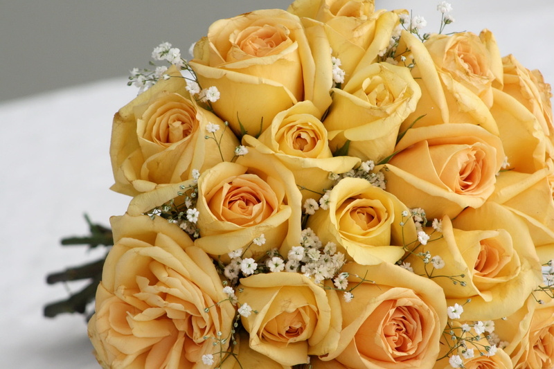 gypsophila, still life, rose - Flower, plant, indoors, love, gift, 1080P, backgrounds, flower, celebration, rose, no People, roses, bunch of flowers, decoration