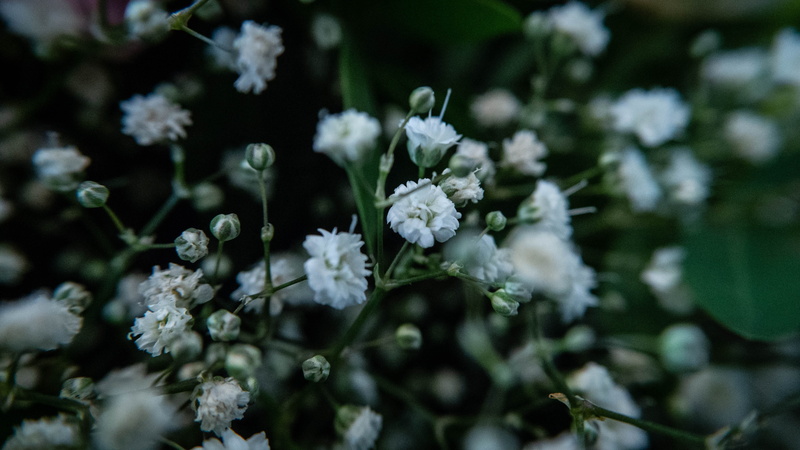 bouquet, blossom, day, leaf, dreams, plant, close up, inflorescence, dreamy, plant part, springtime, vulnerability, flowers, flower, fragility, beauty in nature