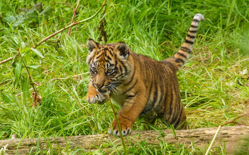 tiger, 1080P, hd, animals, cub
