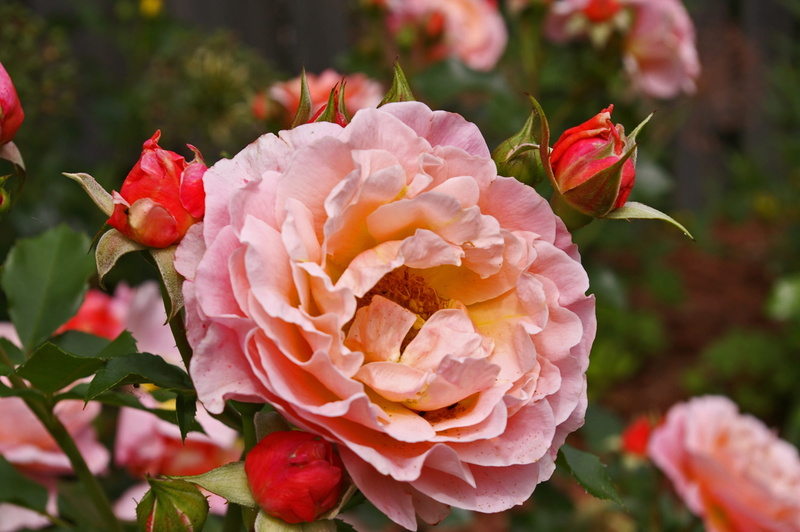 outdoors, beautiful, summer, floral, flower head, rose, inflorescence, flower garden, flower bed, growth, focus on foreground, flowers, flower buds, close-up