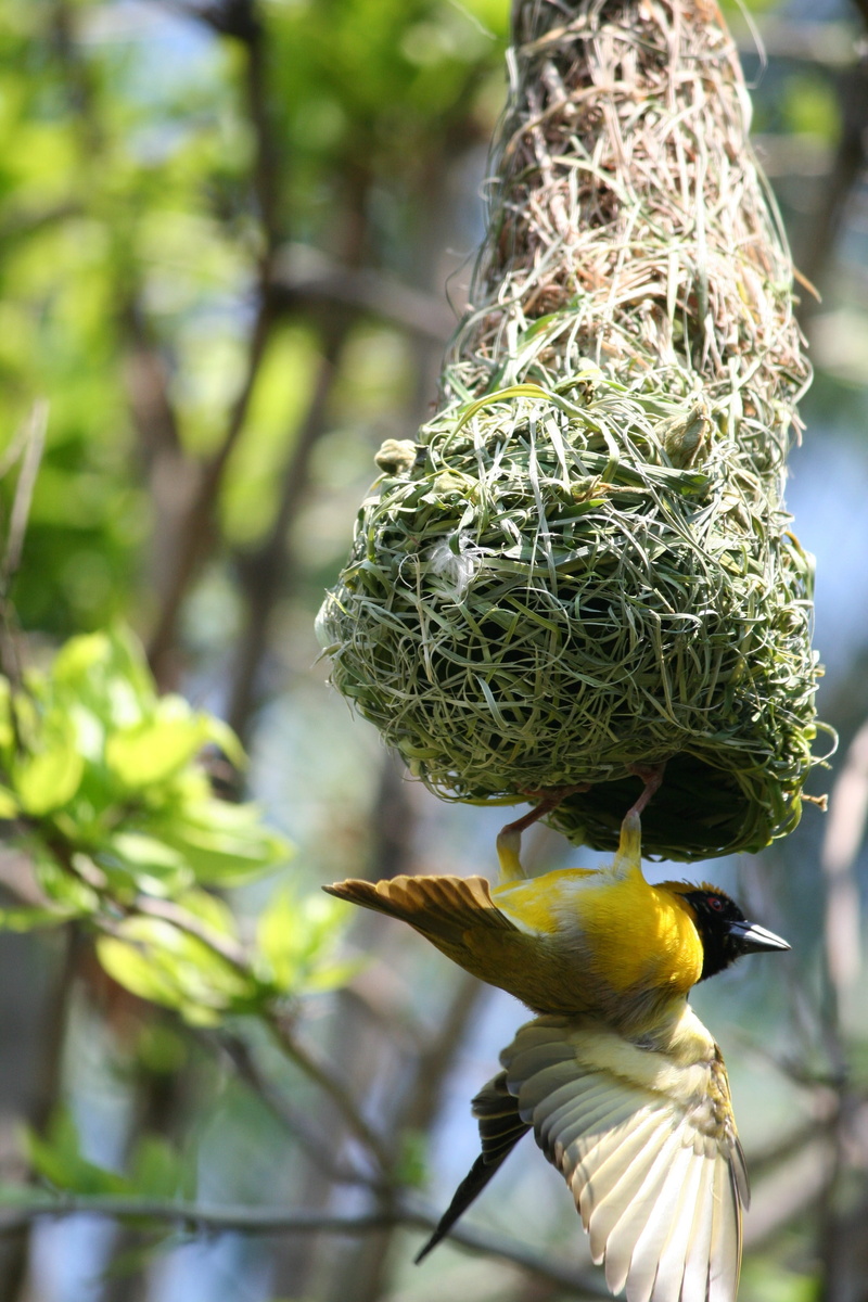perching, wings, animal themes, tree, 2K, beauty in nature, bright yellow, green color, male weaver, vertebrate, no people, one animal, bird, nest, food
