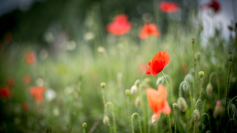 poppy, field, green, poppies, grass, flower head, petal, nature, selective focus, green color, inflorescence, lights, freshness, growth, flowerbed, vulnerability