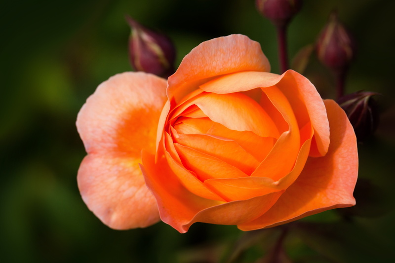 decorative, summer, photo, lady emma hamilton, gardening, close, no people, flower, close-up, fragility, orange, fill, inflorescence, composites, flowerbed