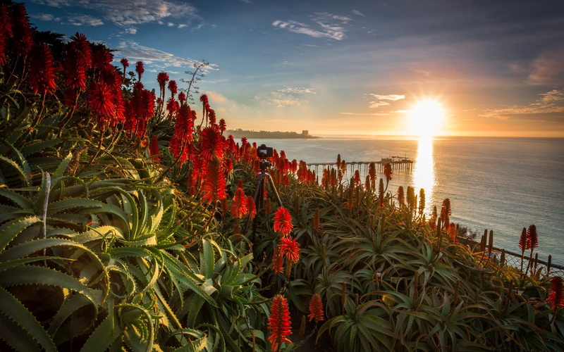 cloud - sky, 1080P, sea, La Jolla, plant, scenics - nature, nature, sun, flowering plant, sky, sunlight, sunset, USA, land, flower, bright, horizon, tranquil scene