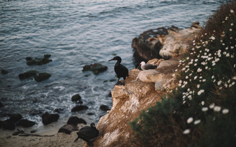 animals in the wild, chamomile, sea, beauty in nature, seagull, rock, animal wildlife, animal themes, rock - object, water, seagul, united states, group of animals