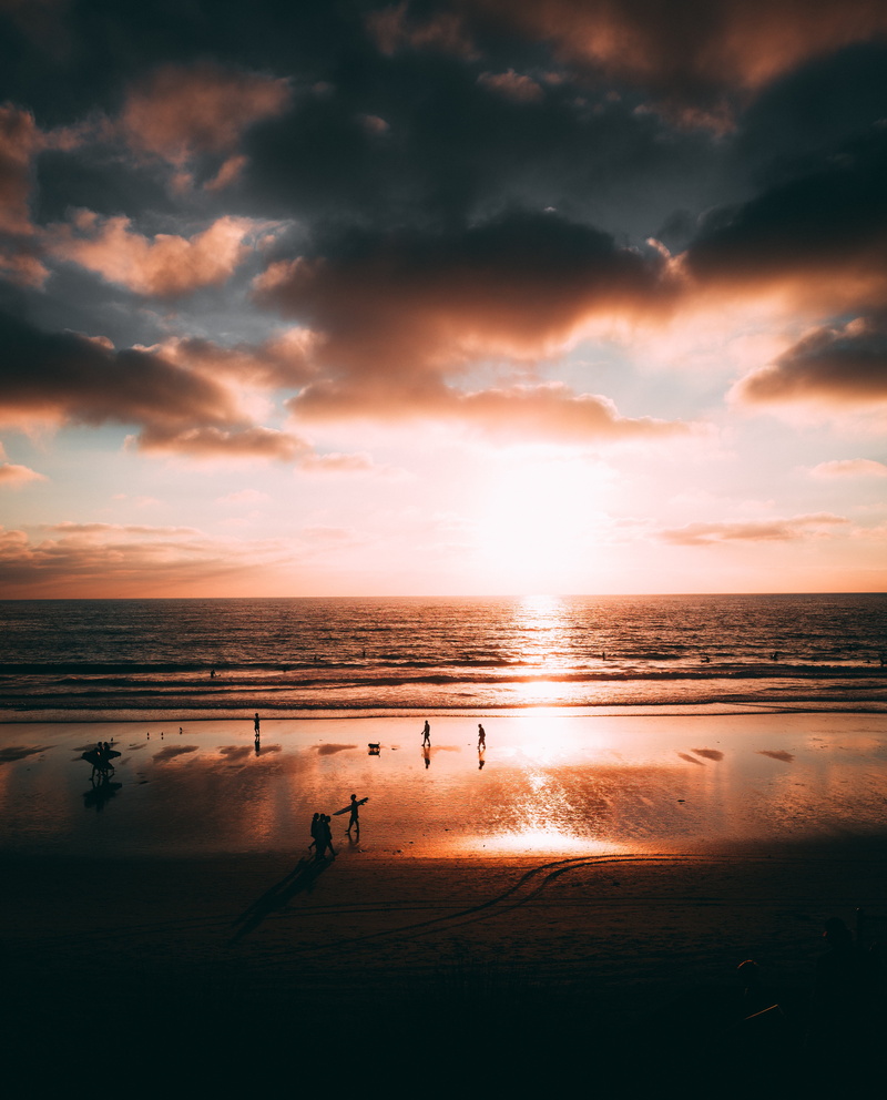 beach, water, beauty in nature, animal, scenics - nature, vertebrate, san diego, 4K, la jolla, sunset, animals in the wild, nature, reflection, animal themes