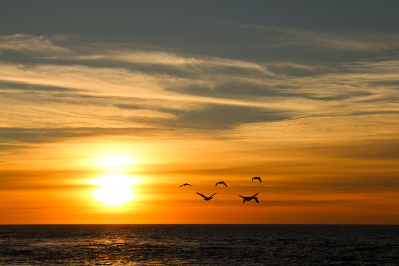 vertebrate, yellow, tropical, bird, horizon, ocean, flying, seagull, animal themes, tranquility, color, sun, beach, no people, orange, silhouette, horizon over water