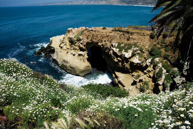 growth, california, sandiego, beauty in nature, travel, solid, 5K, outdoors, rock, beach, lajolla, day, high angle view, la jolla cove, united states