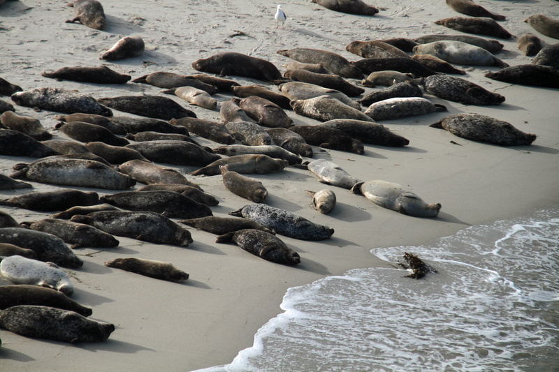 group, animal themes, sea, animal wildlife, animals in the wild, high angle view, solid, california, fauna, wave, day, seashore, coastline, rock - object