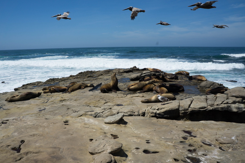 group of animals, animal wildlife, sandiego, 5K, solid, summer, sky, sea, la jolla shores, seagull, rocks, animals in the wild, waves, bird, united states
