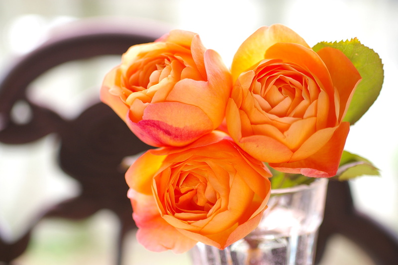 glass, garden, 1080P, lady emma hamilton, rose, apricot