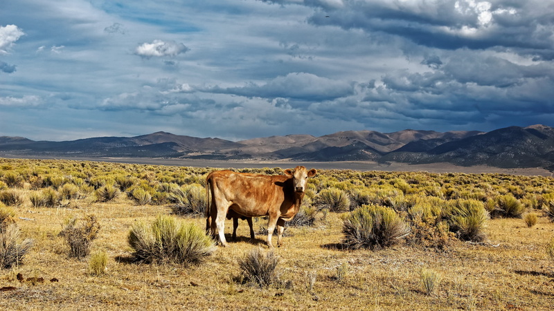 day, land, clouds, cloud - sky, nevada, field, sky, domestic, nature, plant, environment, ione, animal themes, scenics - nature, blue, livestock, usa, landscape