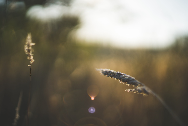 shallow, beauty in nature, day, gray, environment, cold temperature, snow, focus, macro, nature, close-up, field, frozen, ion, 8K, no people, plant, selective focus