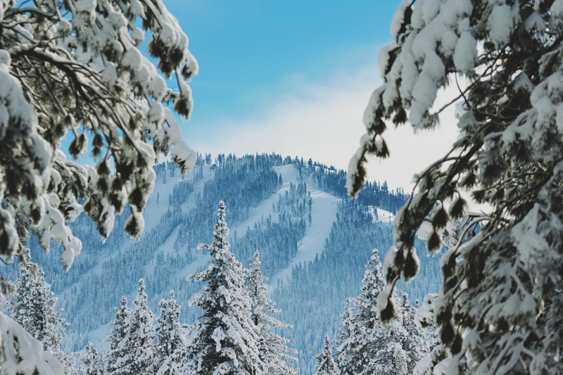 frozen, outdoor, tranquil scene, landscape, cold temperature, outdoors, beauty in nature, coniferous tree, white, snow, forest, photography, plant, low angle view