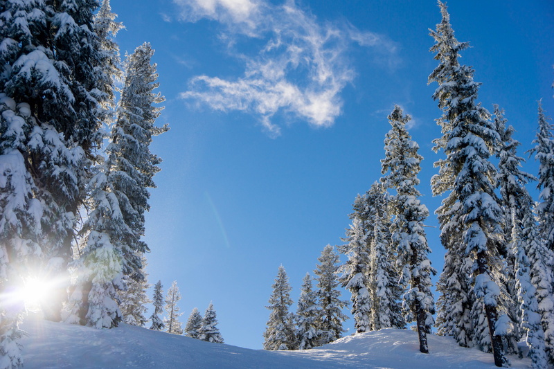 sun, plant, beauty in nature, sky, no people, tranquility, trees, truckee, northstar-at-tahoe, 5K, forest, cold temperature, snow, winter, non-urban scene