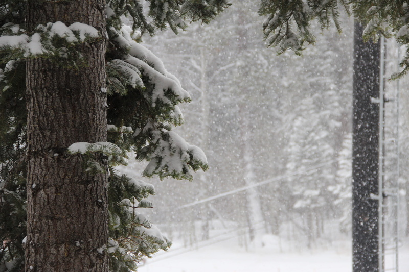 nature, snowing, tree trunk, forest, trunk, land, no people, tree, frozen, coniferous tree, growth, bark, tranquility, day, outdoors, united states, focus on foreground