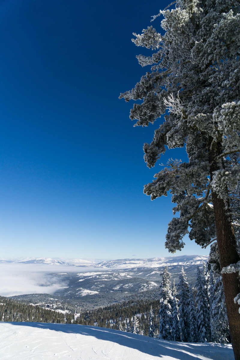 tranquil scene, mountain, winter, snowcapped mountain, tree, truckee, no people, trees, covering, cold temperature, nature, northstar, plant, scenics - nature