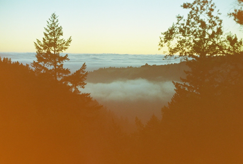 plant, orange color, diffused, beauty in nature, sunset, idyllic, outdoors, tranquility, sky, tree, fog, tranquil scene, growth, 720P, nature, scenics - nature