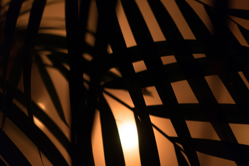silhouette, Palm, background, lamp, focus on foreground, nature, light, colorful, Hip, indoors, metal, full frame, smoke, yukka, party, barrier, lighting