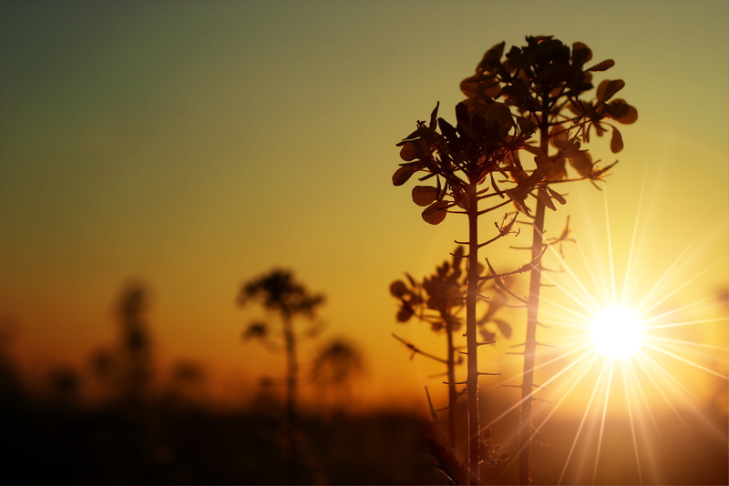 fragility, backlit, landscape, no people, lens flare, photo, green, dusk, moon, beautiful, sunset, growth, orange color, leaf, dawn, silhouette, summer