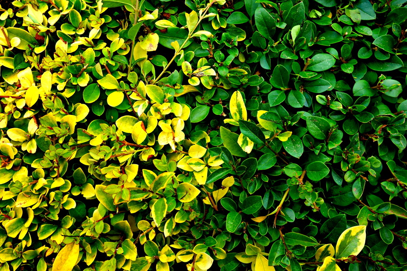 green leaf, foliage, shape, no people, hedge, freshness, leaves, pattern, plant part, clover, close, high angle view, tranquility, lush foliage, green
