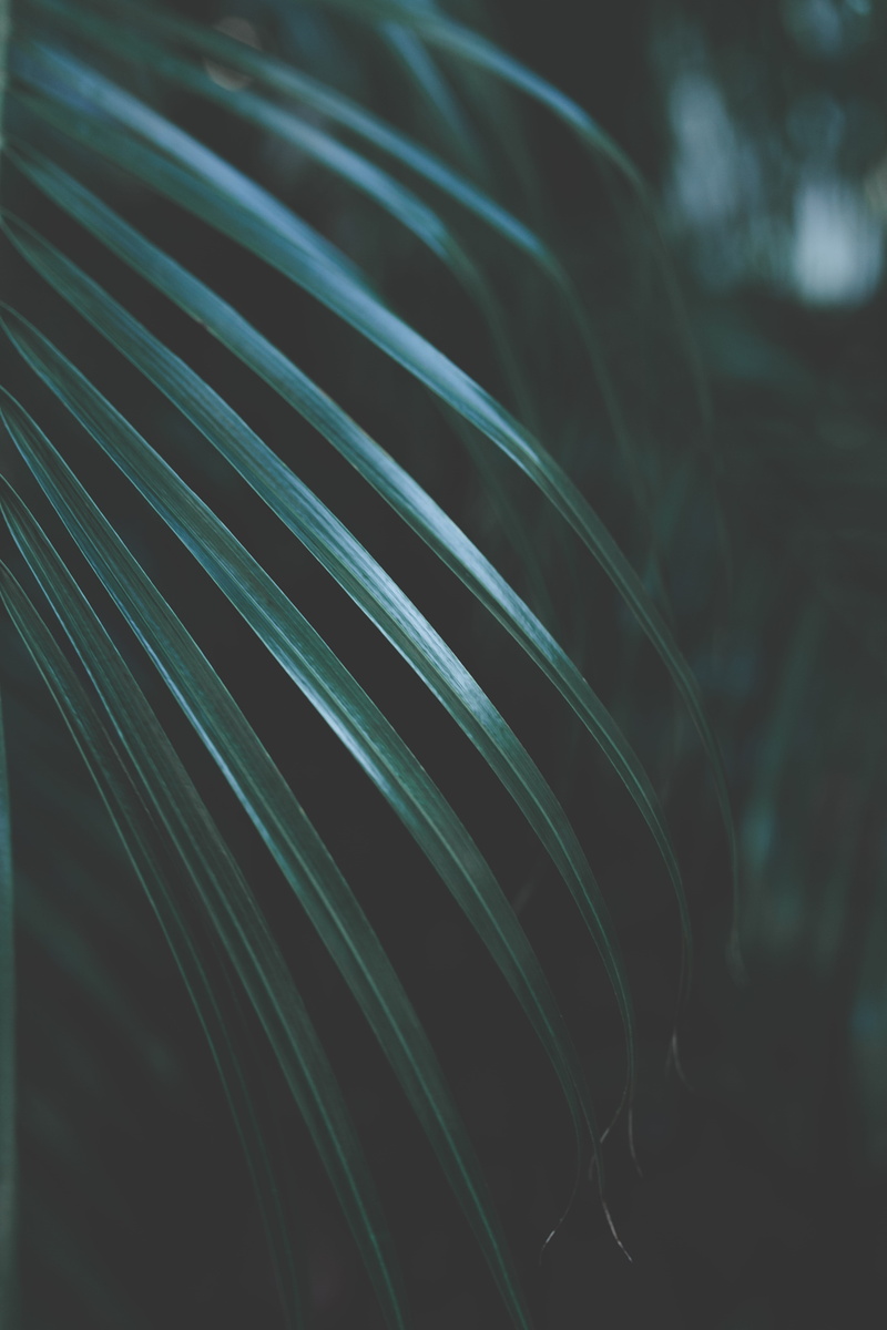 close-up, growth, backgrounds, 8K, detail, design, indoors, nature, yoga, background, blue, verde, light, day, still life, florida, vacation, green, summer
