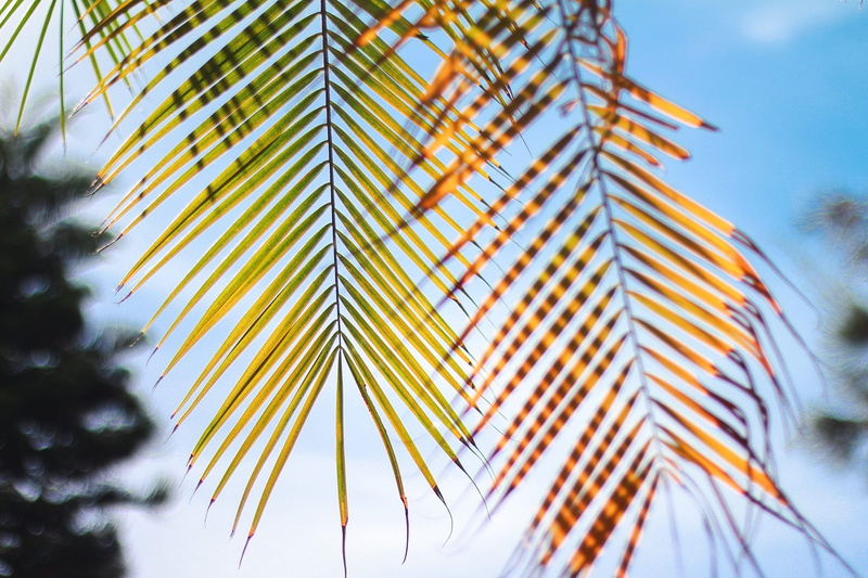 tall - high, skyscraper, forest, sky, palm Tree, beauty In Nature, selective focus, palm leaf, sunlight, blue, building exterior, luxury, green Color, backgrounds