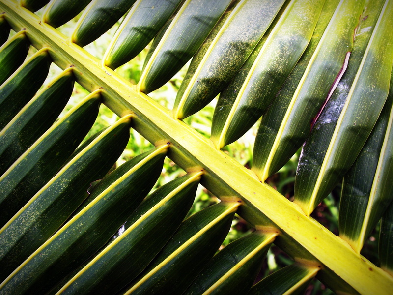 tree, palmetto, background, curl, macro, bend, food and drink, beauty in nature, healthy eating, green, object, white, close, foliage, cycas, forest, corner