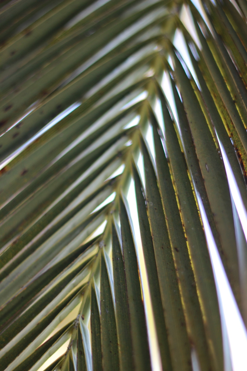 bright, sunlight, outdoors, silver colored, selective focus, sea, branch, frond, tropical, forest, 5K, single, close, plant, metal, flora, summer, plant part