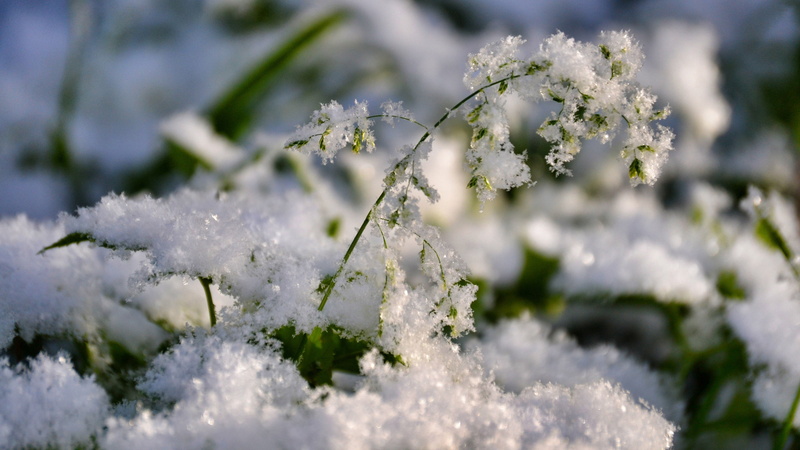 flora, blossom, branch, garden, branchlet, fresh, leaves, closeup, growing, tree, beauty in nature, snow, herb, day, stem, blizzard, botanical, nature