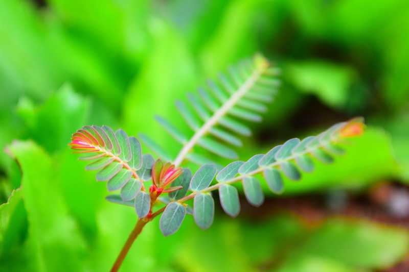 no people, bush, fresh, foliage, worm, growth, macro, grass, animal themes, spring, Leaf, caterpillar, outdoors, natural, beauty in nature, tropical, pattern