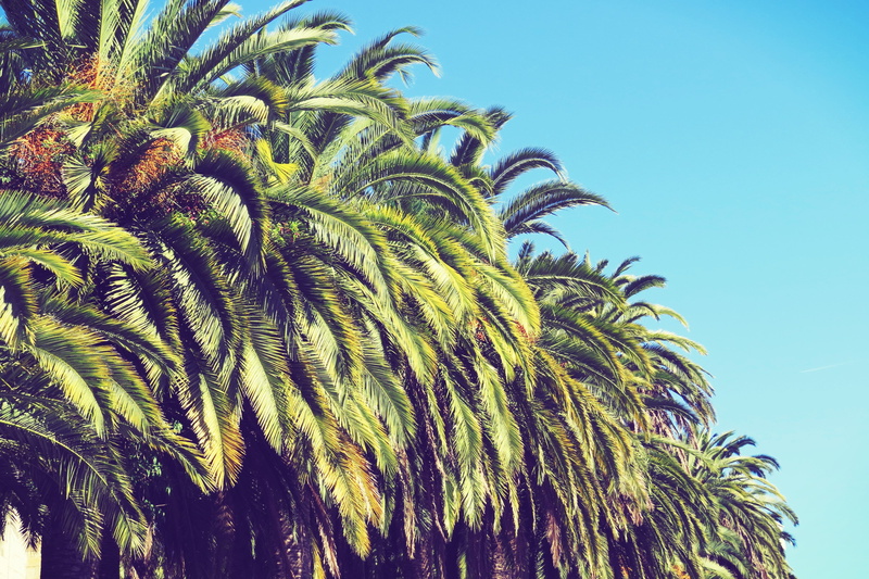 summer, tropical climate, palm tree, tree, plam, growth, no people, low angle view, plant, date palm tree, nature, palm leaf, sunlight, sky, blue, spain