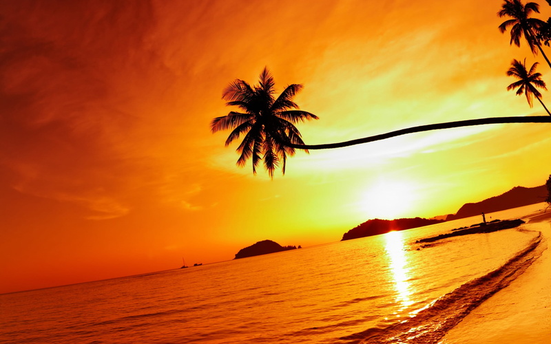 coconut palm tree, silhouette, sunset, water, cloud - sky, tropical climate, no people, orange color, sky, scenics - nature, Nature, beauty in nature, Beach