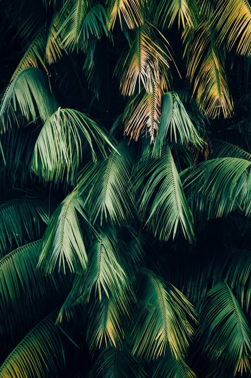 coconut palm tree, outdoors, full frame, plant, bloom, 4K, nature, day, plam leaf, close-up, leafe, green, greenery, tropical climate, leafed, palm leaf