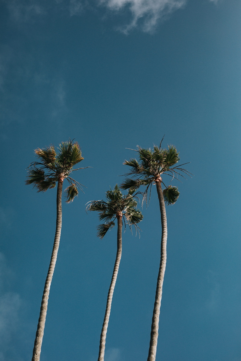 nature, tropical skyline, photography, plam tree, coconut, low, blue, plant, clouds, angle, palm frond, tall - high, blue sky, coconut palm tree, ocean view