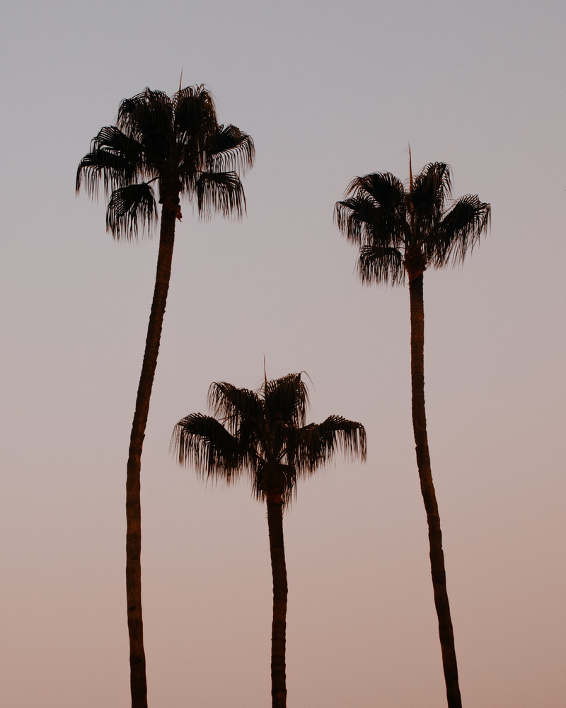plam tree, sky, coconut palm tree, plant, sunset, tree, minimalist, tree trunk, tropical tree, palm tree, minimalism, clear sky, silhouette, beauty in nature