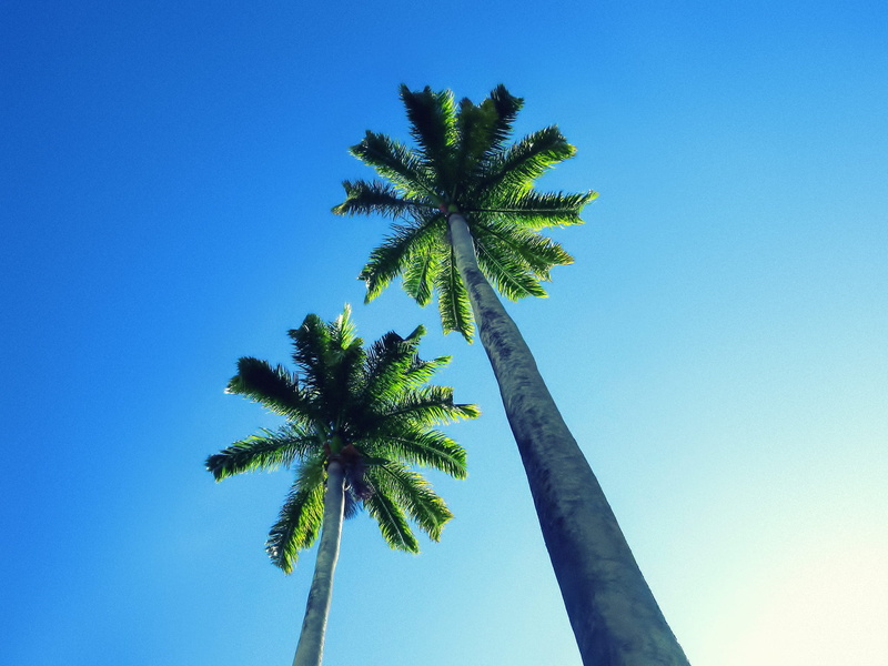 day, sky, palm tree, tree, tropical tree, plant, blue, beauty in nature, new caledonia, low angle view, clear sky, growth, island, royal plam tree, coconut