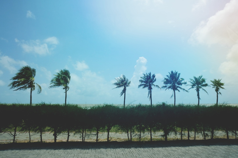 beauty in nature, day, cloud - sky, sunlight, growth, wind, sea, thailand, windy, nature, 5K, beach, plam, tranquil scene, field, environment, chalathat beach